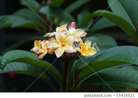 It is also called Indian bamboo Indochosai Plumeria. It is also called Indian bamboo Indochosai Plumeria. 15416521