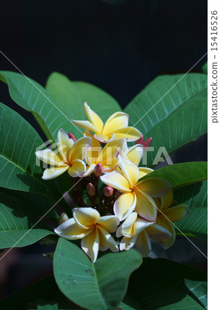 It is also called Indian bamboo Indochosai Plumeria. It is also called Indian bamboo Indochosai Plumeria. 15416526