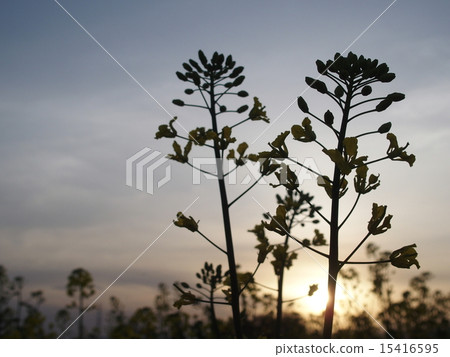 Rape flower image (24) Rape flower image (24) 15416595
