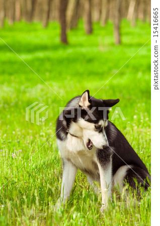 Husky dog on green grass in summer 15416665