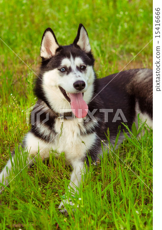 Husky dog on green grass in summer 15416666
