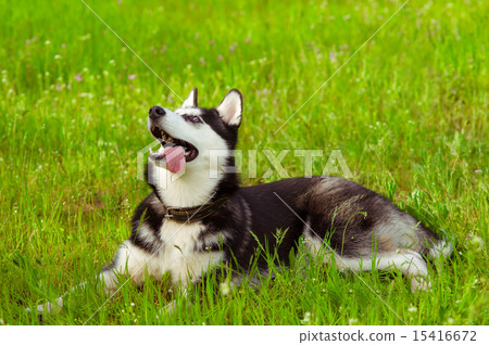Husky dog on green grass in summer 15416672