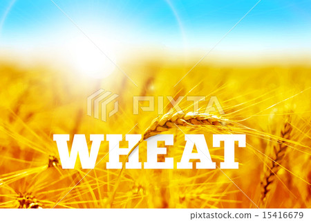 Wheat field 15416679