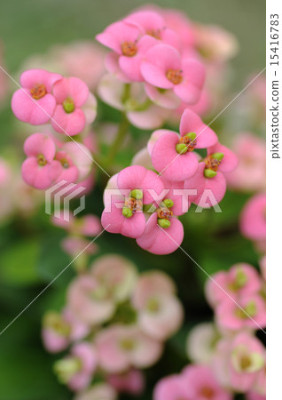 Hanakilin Hanakilin 15416783