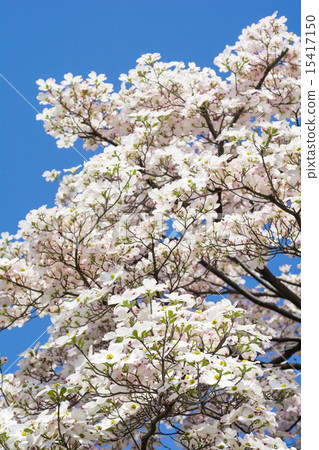 季節的山茱萸 15417150