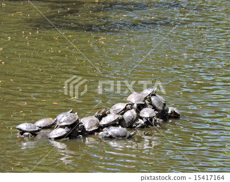 大宮冰川神社 大宮冰川神社 15417164