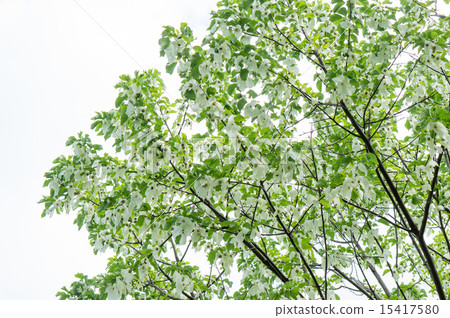 Handkerchief tree 15417580