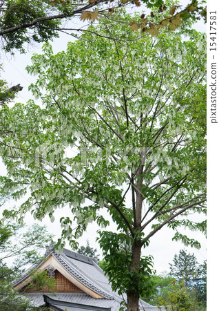 Landscape (handkerchief tree in full bloom and roof of Katsuragi temple) 15417581
