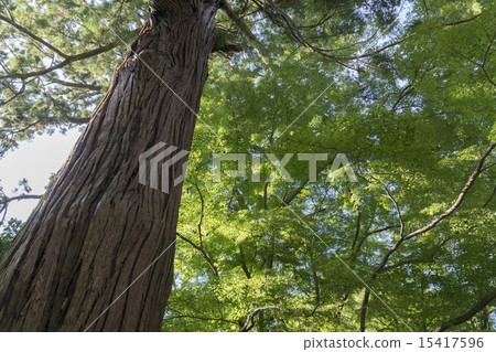 Cedar big tree 15417596