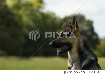German · Shepherd · Dog 15417840