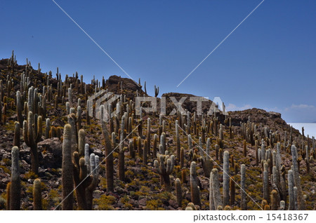 Uyuni's cactus 15418367
