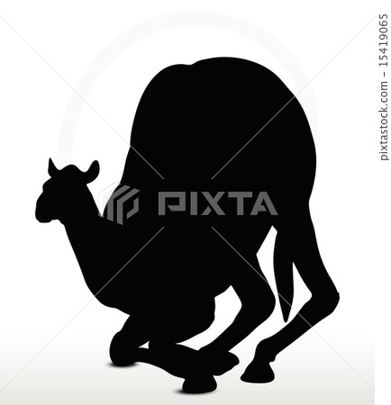 camel in Kneeling pose 15419065