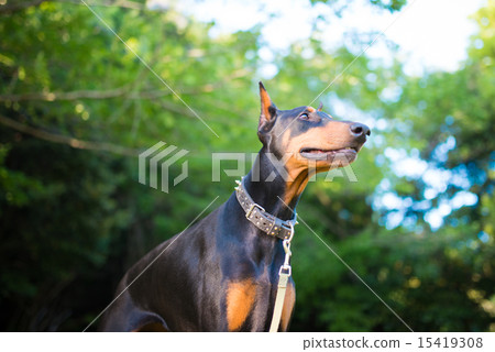 杜賓犬躺在草坪上 15419308