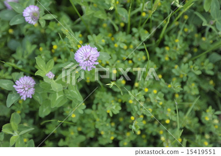 初夏花紅三葉草5 15419551