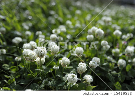 初夏花白三葉草（三葉草花）3 15419558