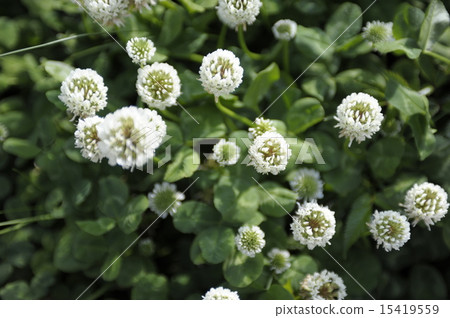 初夏花白三葉草（三葉草花）4 15419559