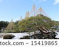 Kenrokuen in winter (Karasaki snow plow hanging) 15419865