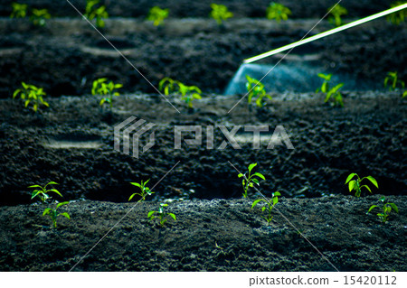 insecticides spraying 15420112