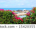 Bougainvillea and the sea 15420355
