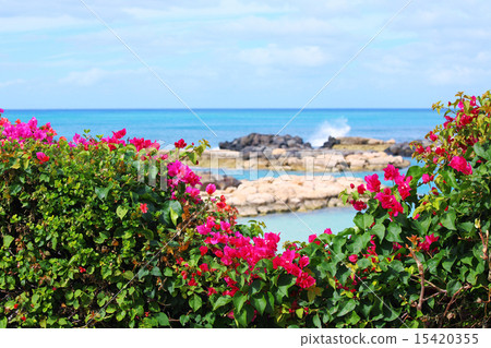 九重葛和大海 15420355