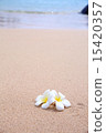 Plumeria and water 15420357