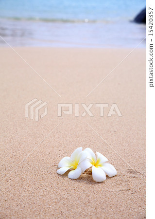 Plumeria and water Plumeria and water 15420357