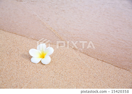 Plumeria and water 15420358