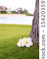 Plumeria 15420359