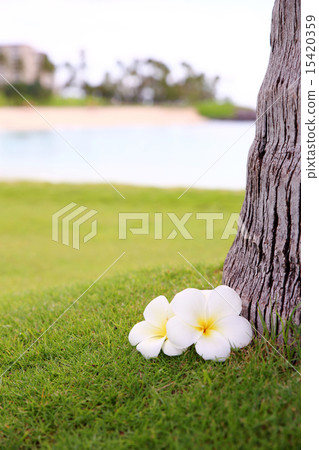 雞蛋花 雞蛋花 15420359