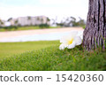 Plumeria 15420360