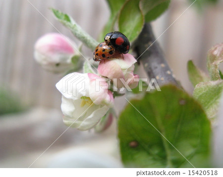 Apple flower and ladybug 15420518