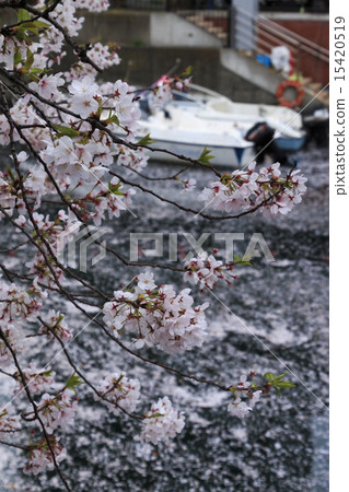 Cherry blossoms of Ooka River 15420519