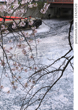 Cherry blossoms of Ooka River 15420520