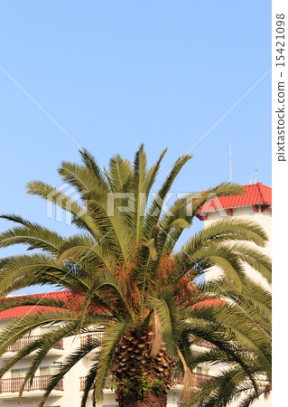 Zushi Marina morning 15421098