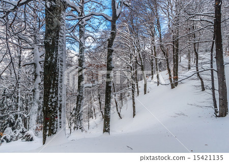 forest in winter forest in winter 15421135