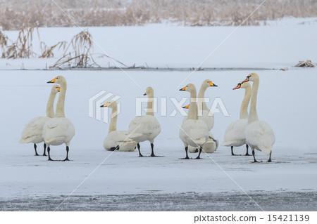 Whooper Swan (Cygnus cygnus) in winter Whooper Swan (Cygnus cygnus) in winter 15421139