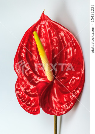 red flamingo flower 15421225