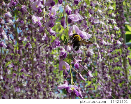 Carpenter bee wisteria flower 15421301