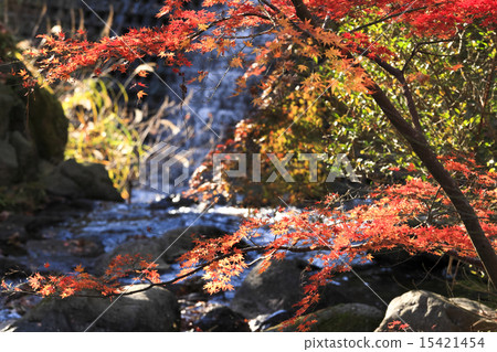 Autumn leaves of Atami plum garden Autumn leaves of Atami plum garden 15421454