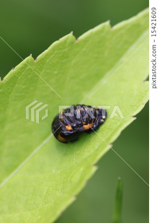 Nana Hoshi Tentou的蛹05 15421609