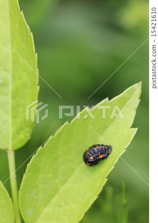 Nana Hoshi Tentou 06的蛹 15421610