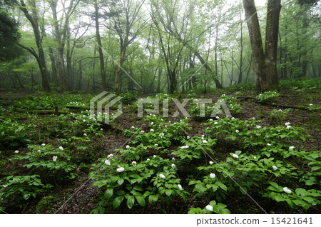 Forest garden 15421641