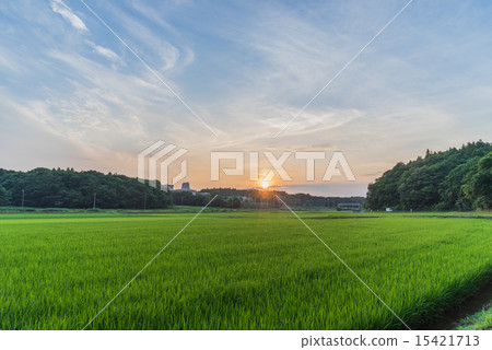 佐倉市的田園風光 15421713