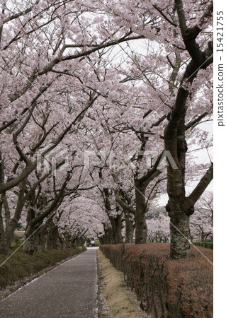 櫻花人行道 15421755
