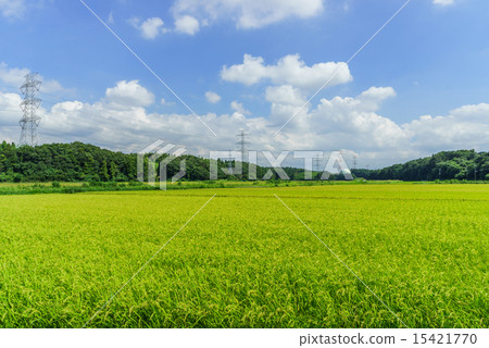 佐倉市稻風景在夏天 佐倉市稻風景在夏天 15421770