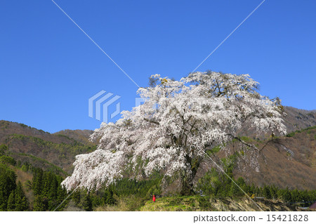 Ikko櫻桃樹 15421828