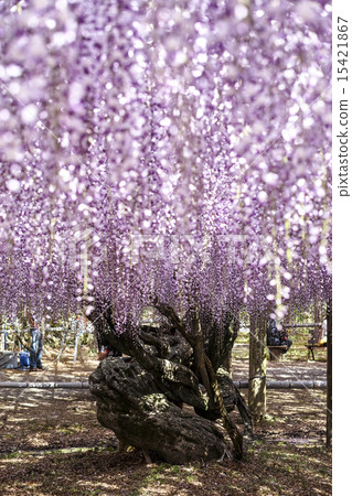 Kawachi Fuzen Kawachi Fuzen 15421867