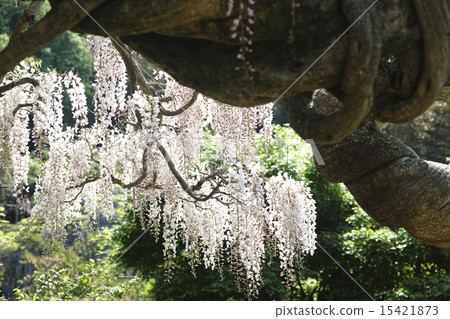 Kawachi Fuzen Kawachi Fuzen 15421873