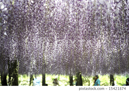 Kawachi Fuzen Kawachi Fuzen 15421874