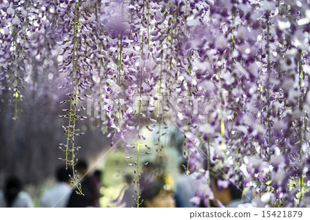 Kawachi Fuzen 15421879